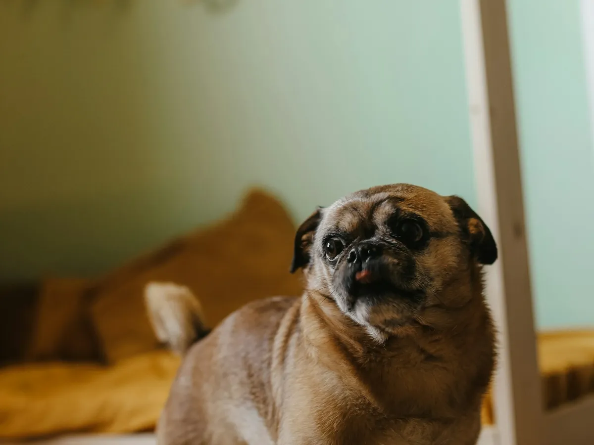 居家环境中站在地毯上的宠物犬