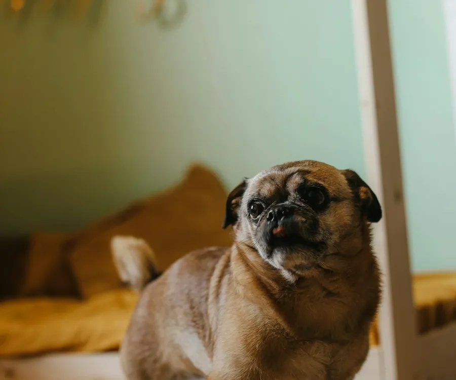居家环境中站在地毯上的宠物犬